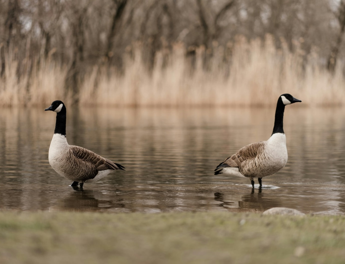 Two Canadian geese on a tranquil lake, representing harmony and nature, aligning with VELU’s mission to promote sustainability.