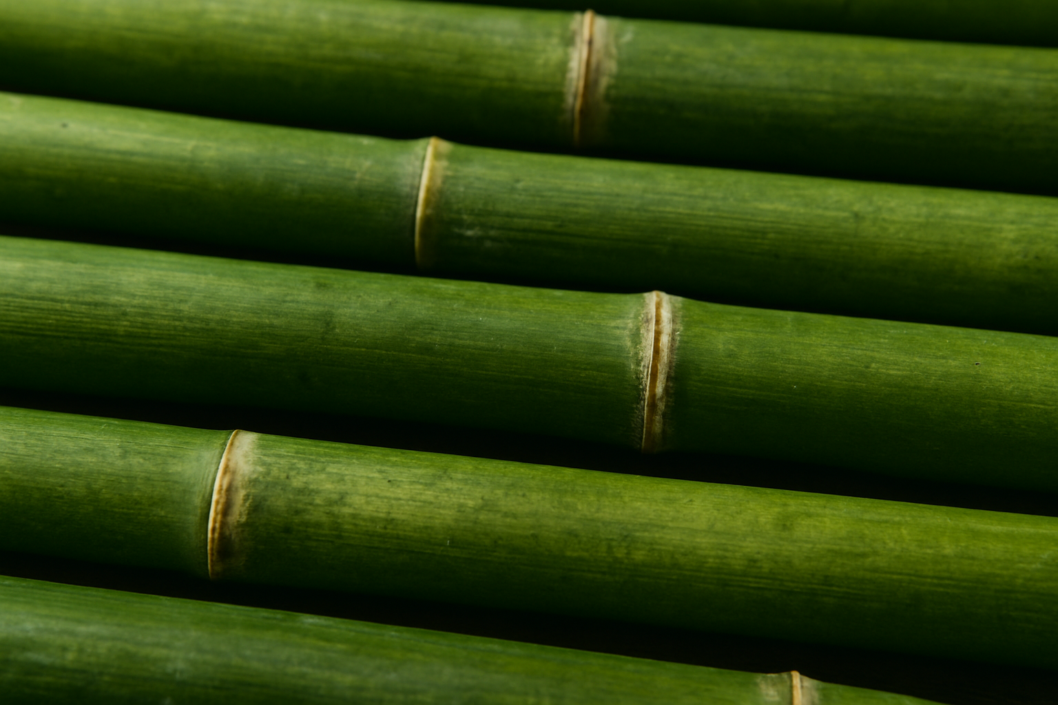 Close-up of vibrant green bamboo stalks — symbolizing VELU’s commitment to natural, sustainable raw materials for eco-conscious fashion